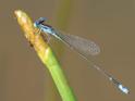 Nehalennia minuta (Tropical Sprite) male-2.jpg